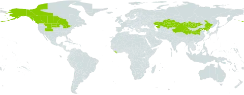 Chamaerhodos erecta world distribution map, present in Canada, China, Kazakhstan, Liberia, Mongolia, Korea (Democratic People's Republic of), and United States of America