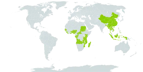 Chassalia world distribution map, present in Angola, Andorra, Benin, Burkina Faso, Bangladesh, Central African Republic, China, Congo, Comoros, Cabo Verde, Gabon, Ghana, Guinea, Guinea-Bissau, Indonesia, Kenya, Lao People's Democratic Republic, Liberia, Madagascar, Myanmar, Mozambique, Mauritius, Nigeria, Nepal, Philippines, Réunion, Rwanda, Sudan, Senegal, Sierra Leone, Togo, Thailand, Tanzania, United Republic of, Uganda, Viet Nam, and Zambia