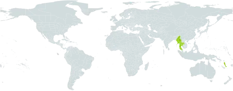 Cheirostylis montana world distribution map, present in Myanmar, Thailand, and Vanuatu