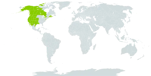 Chenopodium leptophyllum world distribution map, present in Canada, Mexico, and United States of America