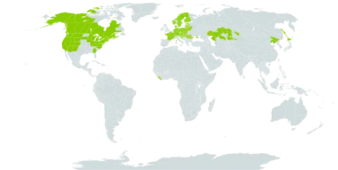 Chimaphila umbellata world distribution map, present in Austria, Belarus, Canada, Switzerland, China, Czech Republic, Germany, Denmark, Estonia, Finland, France, Croatia, Hungary, Japan, Kazakhstan, Liberia, Lithuania, Latvia, Norway, Poland, Romania, Russian Federation, Slovakia, Slovenia, Sweden, Ukraine, and United States of America