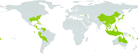 Chionanthus world distribution map, present in Åland Islands, Andorra, Australia, Bangladesh, Bahamas, Belize, Bolivia (Plurinational State of), China, Costa Rica, Cuba, Cayman Islands, Dominica, Ecuador, Fiji, Georgia, Guatemala, Honduras, Haiti, Indonesia, Jamaica, Japan, Lao People's Democratic Republic, Moldova (Republic of), Myanmar, Malaysia, Norfolk Island, Nicaragua, Nepal, Panama, Peru, Philippines, Puerto Rico, Korea (Democratic People's Republic of), Paraguay, Solomon Islands, Thailand, Tonga, Taiwan, Province of China, United States of America, Venezuela (Bolivarian Republic of), Viet Nam, Vanuatu, and Samoa