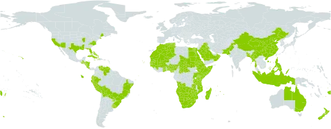 Chloris gayana world distribution map, present in Angola, Andorra, Australia, Benin, Burkina Faso, Bangladesh, Bahamas, Bolivia (Plurinational State of), Brazil, Botswana, Central African Republic, China, Cook Islands, Cabo Verde, Costa Rica, Cuba, Djibouti, Dominica, Algeria, Ecuador, Egypt, Eritrea, Ethiopia, Fiji, Ghana, Guinea, Gambia, Guinea-Bissau, Guatemala, Honduras, Haiti, Indonesia, Iraq, Jamaica, Kenya, Lesotho, Morocco, Madagascar, Mali, Myanmar, Mozambique, Mauritania, Mauritius, Malaysia, Namibia, Norfolk Island, Nigeria, Nicaragua, New Zealand, Oman, Pakistan, Peru, Philippines, Palau, Paraguay, Réunion, Rwanda, Saudi Arabia, Sudan, Senegal, Somalia, eSwatini, Chad, Tonga, Tunisia, Tanzania, United Republic of, Uganda, Uruguay, United States of America, Venezuela (Bolivarian Republic of), South Africa, Zambia, and Zimbabwe