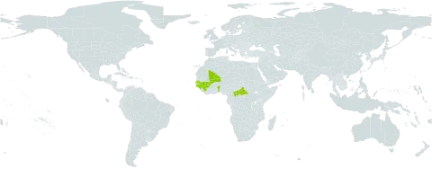 Chlorophytum senegalense world distribution map, present in Benin, Central African Republic, Guinea, Guinea-Bissau, Mali, and Senegal