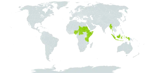 Chlorophytum tuberosum world distribution map, present in Central African Republic, Eritrea, Ethiopia, Indonesia, Kenya, Myanmar, Nigeria, Nepal, Sudan, Somalia, Chad, Tanzania, United Republic of, and Uganda