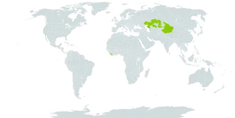 Chondrilla piptocoma world distribution map, present in China, Kazakhstan, and Liberia