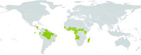 Christiana africana world distribution map, present in Angola, Benin, Burkina Faso, Brazil, Central African Republic, Côte d'Ivoire, Cameroon, Congo, Costa Rica, Ecuador, Gabon, Ghana, Gambia, Guinea-Bissau, Guyana, Honduras, Kenya, Madagascar, Nigeria, Nicaragua, Senegal, Sierra Leone, South Sudan, and Venezuela (Bolivarian Republic of)