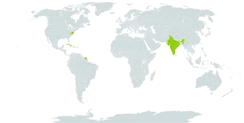 Chromolaena corymbosa world distribution map, present in Anguilla, Antigua and Barbuda, Bonaire, Sint Eustatius and Saba, Bahamas, Cuba, French Guiana, India, Jamaica, Montserrat, Martinique, Puerto Rico, and United States of America