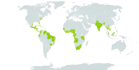 Chrysobalanus icaco subsp. icaco world distribution map, present in Angola, Anguilla, Antigua and Barbuda, Benin, Bonaire, Sint Eustatius and Saba, Bahamas, Belize, Bermuda, Brazil, Barbados, Côte d'Ivoire, Cameroon, Congo, Colombia, Costa Rica, Cuba, Cayman Islands, Dominica, Ecuador, Fiji, Gabon, Ghana, Guinea, Guadeloupe, Gambia, Guinea-Bissau, Equatorial Guinea, Grenada, Guatemala, French Guiana, Guyana, Honduras, India, Jamaica, Saint Kitts and Nevis, Liberia, Saint Lucia, Mexico, Montserrat, Martinique, Malawi, Malaysia, Nigeria, Nicaragua, Panama, Philippines, Puerto Rico, Senegal, Singapore, Sierra Leone, El Salvador, Suriname, Seychelles, Togo, Thailand, Trinidad and Tobago, Taiwan, Province of China, Tanzania, United Republic of, United States of America, Saint Vincent and the Grenadines, Venezuela (Bolivarian Republic of), Viet Nam, Samoa, and South Africa