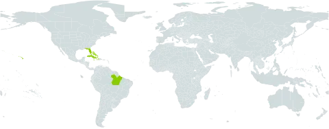 Chrysophyllum oliviforme world distribution map, present in Bahamas, Brazil, Cuba, Dominica, Haiti, Jamaica, Puerto Rico, and United States of America