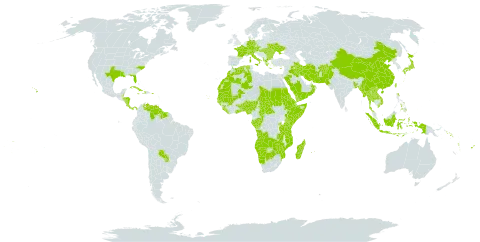 Chrysopogon world distribution map, present in Afghanistan, Angola, Albania, Andorra, Austria, Benin, Bangladesh, Bulgaria, Belize, Botswana, Central African Republic, Switzerland, China, Congo, Cook Islands, Comoros, Cabo Verde, Costa Rica, Cuba, Cyprus, Czech Republic, Germany, Djibouti, Dominica, Algeria, Eritrea, Ethiopia, Fiji, France, Gabon, Ghana, Guinea, Gambia, Guinea-Bissau, Greece, Guyana, Honduras, Haiti, Hungary, Indonesia, Iran (Islamic Republic of), Iraq, Italy, Jamaica, Japan, Kenya, Lao People's Democratic Republic, Liberia, Morocco, Moldova (Republic of), Madagascar, Maldives, Mali, Myanmar, Mozambique, Mauritania, Mauritius, Namibia, Nigeria, Nicaragua, Nepal, Nauru, Oman, Pakistan, Panama, Philippines, Palau, Puerto Rico, Paraguay, Réunion, Romania, Rwanda, Saudi Arabia, Sudan, Senegal, Solomon Islands, Sierra Leone, Somalia, Suriname, Seychelles, Turks and Caicos Islands, Chad, Togo, Thailand, Tonga, Taiwan, Province of China, Tanzania, United Republic of, Uganda, Ukraine, United States of America, Venezuela (Bolivarian Republic of), Viet Nam, Vanuatu, Wallis and Futuna, Samoa, Yemen, Zambia, and Zimbabwe