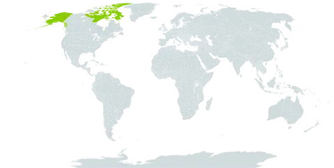 Chrysosplenium rosendahlii world distribution map, present in Canada and United States of America