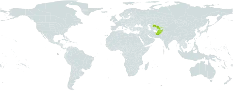 Cicer rassulovae world distribution map, present in Afghanistan, Tajikistan, and Uzbekistan