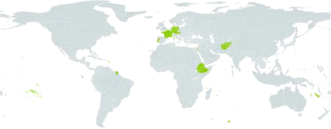 Cichorium calvum world distribution map, present in Afghanistan, Austria, Germany, Ethiopia, France, Israel, and Portugal