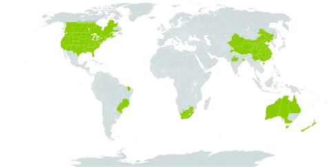 Cichorium intybus world distribution map, present in Australia, Brazil, Canada, China, France, India, New Zealand, United States of America, and South Africa