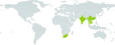 Cinnamomum parthenoxylon world distribution map, present in China, Indonesia, India, Cambodia, Lao People's Democratic Republic, Myanmar, Nepal, Thailand, Viet Nam, and South Africa