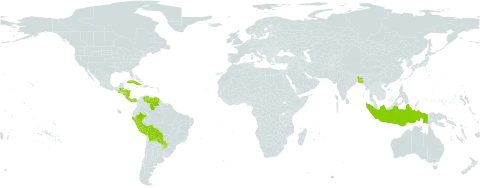 Cipura world distribution map, present in Bangladesh, Belize, Bolivia (Plurinational State of), Costa Rica, Cuba, Dominica, Guatemala, Honduras, Indonesia, Nicaragua, Panama, Peru, Paraguay, and Venezuela (Bolivarian Republic of)