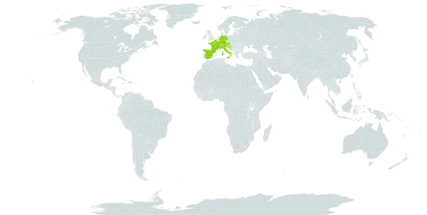 Cirsium tuberosum world distribution map, present in Andorra, Austria, Belgium, Switzerland, Germany, Spain, France, United Kingdom of Great Britain and Northern Ireland, Croatia, Italy, and Slovenia