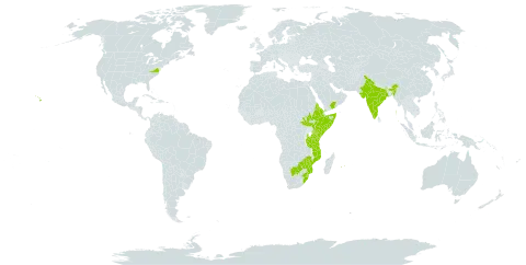Cissus rotundifolia world distribution map, present in Botswana, Eritrea, Ethiopia, India, Kenya, Mozambique, Mauritius, Malawi, Réunion, Saudi Arabia, Somalia, South Sudan, eSwatini, Tanzania, United Republic of, United States of America, Yemen, South Africa, and Zimbabwe