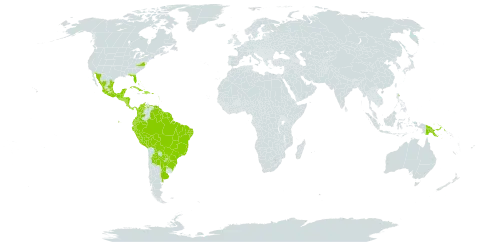 Cissus verticillata world distribution map, present in Anguilla, Argentina, Antigua and Barbuda, Bonaire, Sint Eustatius and Saba, Bahamas, Belize, Bolivia (Plurinational State of), Brazil, Barbados, Colombia, Costa Rica, Cuba, Cayman Islands, Dominica, Dominican Republic, Ecuador, Guadeloupe, Grenada, Guatemala, French Guiana, Guyana, Honduras, Haiti, Jamaica, Saint Lucia, Mexico, Montserrat, Martinique, Nicaragua, Panama, Peru, Papua New Guinea, Puerto Rico, Paraguay, El Salvador, Suriname, Trinidad and Tobago, United States Minor Outlying Islands, Uruguay, United States of America, Saint Vincent and the Grenadines, and Venezuela (Bolivarian Republic of)