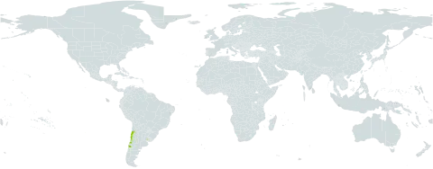 Cistanthe arenaria world distribution map, present in Chile and Uruguay