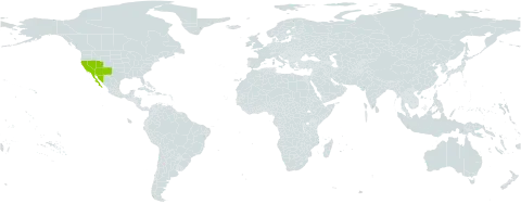 Cistanthe monandra world distribution map, present in Mexico and United States of America