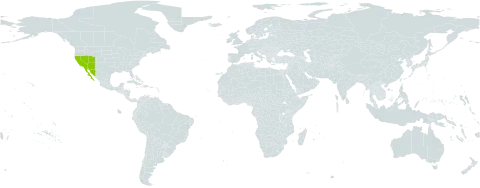 Cistanthe parryi world distribution map, present in Mexico and United States of America