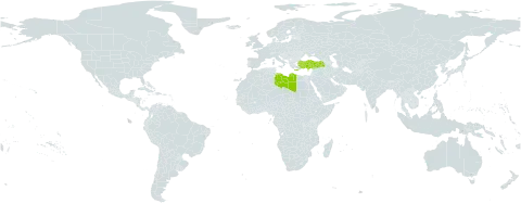 Cistus parviflorus world distribution map, present in Cyprus, Greece, Libya, and Turkey