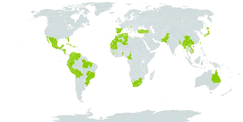 Citrus medica world distribution map, present in American Samoa, Australia, Benin, Bangladesh, Bolivia (Plurinational State of), Brazil, Bhutan, China, Cameroon, Cook Islands, Colombia, Costa Rica, Cuba, Dominican Republic, Algeria, Ecuador, Spain, Fiji, Guinea, Honduras, Croatia, Haiti, Indonesia, India, Jamaica, Japan, Cambodia, Lao People's Democratic Republic, Sri Lanka, Morocco, Mexico, Myanmar, Mauritania, Mauritius, Nicaragua, Nepal, Pakistan, Peru, Puerto Rico, Portugal, Réunion, Tokelau, Trinidad and Tobago, Tunisia, Turkey, Taiwan, Province of China, United States of America, Venezuela (Bolivarian Republic of), Viet Nam, and South Africa