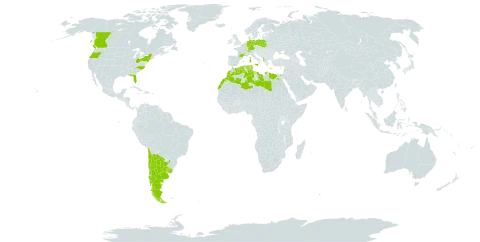 Cladanthus mixtus world distribution map, present in Albania, Argentina, Belgium, Canada, Switzerland, Chile, Germany, Algeria, Egypt, Spain, France, United Kingdom of Great Britain and Northern Ireland, Gibraltar, Greece, Israel, Italy, Lebanon, Libya, Morocco, Poland, Portugal, Tunisia, Uruguay, and United States of America