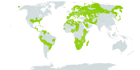 Cladium mariscus world distribution map, present in Angola, Åland Islands, Albania, Austria, Burkina Faso, Bulgaria, Bahamas, Belarus, Belize, Bermuda, Bolivia (Plurinational State of), Brazil, Botswana, Switzerland, Cook Islands, Costa Rica, Cuba, Cayman Islands, Cyprus, Czech Republic, Germany, Dominica, Denmark, Algeria, Egypt, Spain, Ethiopia, Finland, France, Georgia, Greece, Guatemala, Honduras, Haiti, Hungary, Ireland, Iran (Islamic Republic of), Iraq, Italy, Jamaica, Japan, Kazakhstan, Kenya, Kyrgyzstan, Libya, Morocco, Moldova (Republic of), Madagascar, Maldives, Mozambique, Mauritius, Namibia, Nigeria, Nicaragua, Netherlands, Norway, Nepal, Pakistan, Panama, Peru, Palau, Poland, Puerto Rico, Korea (Democratic People's Republic of), Portugal, Paraguay, Romania, Russian Federation, Rwanda, Saudi Arabia, Senegal, Solomon Islands, Suriname, Sweden, Turks and Caicos Islands, Chad, Turkmenistan, Tunisia, Taiwan, Province of China, Tanzania, United Republic of, Uganda, Ukraine, Uruguay, United States of America, Uzbekistan, Venezuela (Bolivarian Republic of), South Africa, Zambia, and Zimbabwe