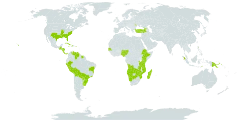 Cladium mariscus subsp. jamaicense world distribution map, present in Angola, Anguilla, Åland Islands, American Samoa, Burkina Faso, Bahamas, Belize, Bermuda, Bolivia (Plurinational State of), Brazil, Botswana, Cook Islands, Costa Rica, Cuba, Cayman Islands, Dominica, Ethiopia, Georgia, Guatemala, Honduras, Haiti, Indonesia, Jamaica, Kenya, Moldova (Republic of), Madagascar, Maldives, Mozambique, Mauritius, Namibia, Nigeria, Nicaragua, Panama, Peru, Papua New Guinea, Puerto Rico, Paraguay, Rwanda, Senegal, Solomon Islands, Suriname, Timor-Leste, Trinidad and Tobago, Turkey, Tanzania, United Republic of, Uganda, Uruguay, United States of America, Venezuela (Bolivarian Republic of), Zambia, and Zimbabwe