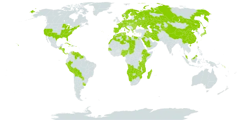 Cladium world distribution map, present in Angola, Åland Islands, Albania, Austria, Burkina Faso, Bulgaria, Bahamas, Belarus, Belize, Bermuda, Bolivia (Plurinational State of), Botswana, Switzerland, China, Cook Islands, Costa Rica, Cuba, Cayman Islands, Cyprus, Czech Republic, Germany, Dominica, Denmark, Algeria, Egypt, Spain, Ethiopia, Finland, France, Micronesia (Federated States of), Georgia, Greece, Guatemala, Guyana, Honduras, Haiti, Hungary, Ireland, Iran (Islamic Republic of), Iraq, Italy, Jamaica, Japan, Kazakhstan, Kenya, Kyrgyzstan, Libya, Morocco, Moldova (Republic of), Madagascar, Maldives, Mozambique, Mauritius, Malaysia, Namibia, Nigeria, Nicaragua, Netherlands, Norway, Nepal, Panama, Peru, Palau, Poland, Puerto Rico, Korea (Democratic People's Republic of), Portugal, Paraguay, Romania, Russian Federation, Rwanda, Saudi Arabia, Senegal, Solomon Islands, Suriname, Sweden, Turks and Caicos Islands, Chad, Turkmenistan, Tunisia, Taiwan, Province of China, Tanzania, United Republic of, Uganda, Ukraine, Uruguay, United States of America, Uzbekistan, Venezuela (Bolivarian Republic of), Zambia, and Zimbabwe