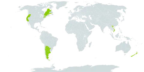 Clarkia amoena world distribution map, present in Argentina, Canada, New Zealand, United States of America, and Viet Nam
