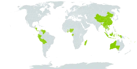 Cleidion world distribution map, present in Andorra, Australia, Bangladesh, Belize, Bolivia (Plurinational State of), China, Costa Rica, Ecuador, Fiji, Gabon, Ghana, Honduras, Indonesia, Lao People's Democratic Republic, Madagascar, Myanmar, Nigeria, Nicaragua, Nepal, Panama, Peru, Philippines, Solomon Islands, Thailand, Venezuela (Bolivarian Republic of), Viet Nam, and Vanuatu