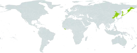 Clematis fusca world distribution map, present in China, Japan, Liberia, Korea (Democratic People's Republic of), and Russian Federation