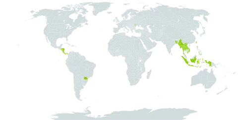 Clerodendrum paniculatum world distribution map, present in Andorra, Bangladesh, Brazil, Costa Rica, Fiji, Honduras, Indonesia, Lao People's Democratic Republic, Moldova (Republic of), Myanmar, Nicaragua, Panama, Philippines, Thailand, Taiwan, Province of China, United States of America, and Viet Nam