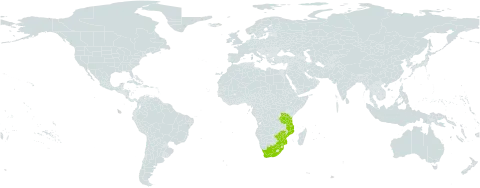 Clerodendrum pleiosciadium world distribution map, present in Mozambique, Tanzania, United Republic of, South Africa, and Zimbabwe