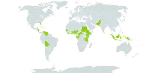 Clerodendrum umbellatum world distribution map, present in Benin, Burkina Faso, Belize, Bolivia (Plurinational State of), Central African Republic, Congo, Ethiopia, Gabon, Ghana, Guinea, Gambia, Guinea-Bissau, Honduras, Indonesia, Kenya, Liberia, Nigeria, Nicaragua, Pakistan, Panama, Sudan, Senegal, Sierra Leone, Togo, Tanzania, United Republic of, Uganda, United States of America, and Venezuela (Bolivarian Republic of)