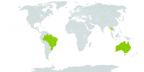 Clidemia hirta world distribution map, present in Australia, Brazil, Panama, Thailand, and United States of America
