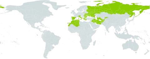Clinopodium graveolens world distribution map, present in Afghanistan, Bulgaria, Cyprus, Algeria, Spain, Greece, Iran (Islamic Republic of), Iraq, Italy, Kyrgyzstan, Morocco, Palau, Romania, Russian Federation, Turks and Caicos Islands, Turkmenistan, Tunisia, and Ukraine