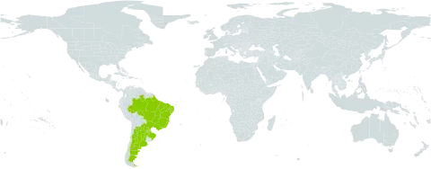 Clitoria epetiolata world distribution map, present in Argentina, Brazil, and Paraguay