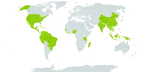 Clitoria falcata world distribution map, present in American Samoa, Bonaire, Sint Eustatius and Saba, Belize, Brazil, Bhutan, China, Colombia, Costa Rica, Cuba, Dominican Republic, Ecuador, Ghana, Guadeloupe, Guinea-Bissau, Guatemala, French Guiana, Guyana, Honduras, Haiti, Indonesia, India, Jamaica, Lao People's Democratic Republic, Liberia, Madagascar, Mexico, Myanmar, Martinique, Nigeria, Nicaragua, Panama, Peru, Papua New Guinea, Puerto Rico, Paraguay, Senegal, Singapore, Sierra Leone, El Salvador, Suriname, Thailand, Trinidad and Tobago, Taiwan, Province of China, Tanzania, United Republic of, United States of America, Venezuela (Bolivarian Republic of), and Viet Nam