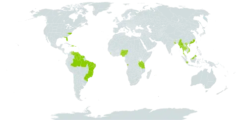 Clitoria laurifolia world distribution map, present in Angola, American Samoa, Bonaire, Sint Eustatius and Saba, Brazil, China, Dominican Republic, French Guiana, Guyana, Haiti, Indonesia, India, Sri Lanka, Myanmar, Martinique, Mauritius, Malaysia, Nigeria, Puerto Rico, Singapore, Suriname, Thailand, Trinidad and Tobago, Tanzania, United Republic of, United States of America, Venezuela (Bolivarian Republic of), and Viet Nam