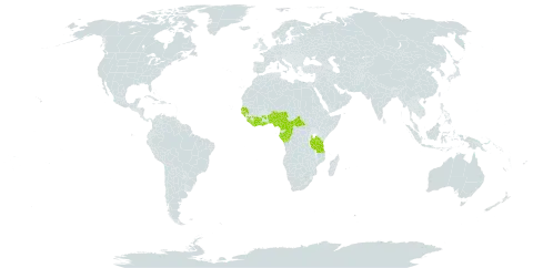 Cnestis corniculata world distribution map, present in Angola, Benin, Central African Republic, Côte d'Ivoire, Cameroon, Congo, Gabon, Ghana, Guinea, Guinea-Bissau, Equatorial Guinea, Liberia, Nigeria, Senegal, Sierra Leone, and Tanzania, United Republic of