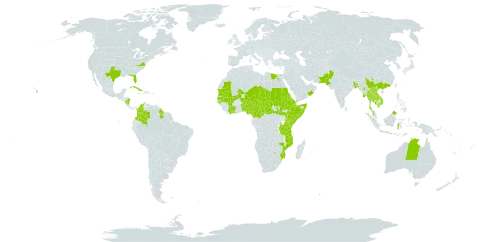 Coccinia grandis world distribution map, present in Australia, Benin, Bangladesh, Barbados, Central African Republic, China, Côte d'Ivoire, Cameroon, Colombia, Cuba, Djibouti, Egypt, Eritrea, Ethiopia, Fiji, Micronesia (Federated States of), Guinea-Bissau, Grenada, Guyana, Indonesia, India, Jamaica, Kenya, Cambodia, Lao People's Democratic Republic, Saint Lucia, Sri Lanka, Mali, Myanmar, Mozambique, Mauritania, Mauritius, Malaysia, Niger, Nigeria, Nicaragua, Nepal, Oman, Pakistan, Philippines, Saudi Arabia, Sudan, Senegal, Singapore, Somalia, South Sudan, Chad, Thailand, Timor-Leste, Tanzania, United Republic of, Uganda, Uruguay, United States of America, Viet Nam, and Yemen