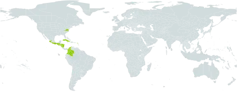 Coccoloba venosa world distribution map, present in Antigua and Barbuda, Bonaire, Sint Eustatius and Saba, Barbados, Colombia, Cuba, Dominica, Guadeloupe, Grenada, Guatemala, Honduras, Jamaica, Saint Lucia, Mexico, Montserrat, Martinique, Nicaragua, Puerto Rico, Trinidad and Tobago, United States of America, and Saint Vincent and the Grenadines