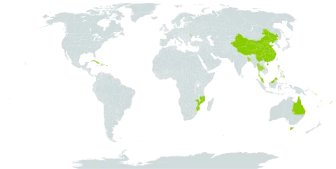 Codiaeum variegatum world distribution map, present in Australia, Bangladesh, China, Cook Islands, Cuba, Cayman Islands, Dominica, Fiji, Gambia, Haiti, Moldova (Republic of), Mozambique, Malaysia, Philippines, Puerto Rico, Solomon Islands, Thailand, Tonga, United States of America, Vanuatu, and Samoa