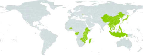 Coelachne world distribution map, present in Burkina Faso, China, Congo, Ethiopia, Gabon, Indonesia, Japan, Kenya, Lao People's Democratic Republic, Moldova (Republic of), Madagascar, Myanmar, Mozambique, Nepal, Philippines, Korea (Democratic People's Republic of), Rwanda, Thailand, Tanzania, United Republic of, Uganda, Viet Nam, Zambia, and Zimbabwe