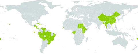 Coffea arabica world distribution map, present in Andorra, Bangladesh, Belize, Bermuda, Bolivia (Plurinational State of), Brazil, China, Congo, Cook Islands, Costa Rica, Cuba, Dominica, Ecuador, Ethiopia, Fiji, Gabon, Guinea-Bissau, Guatemala, Honduras, Haiti, Jamaica, Kenya, Myanmar, Norfolk Island, Nicaragua, Panama, Peru, Puerto Rico, Rwanda, Sudan, Taiwan, Province of China, United States of America, and Venezuela (Bolivarian Republic of)